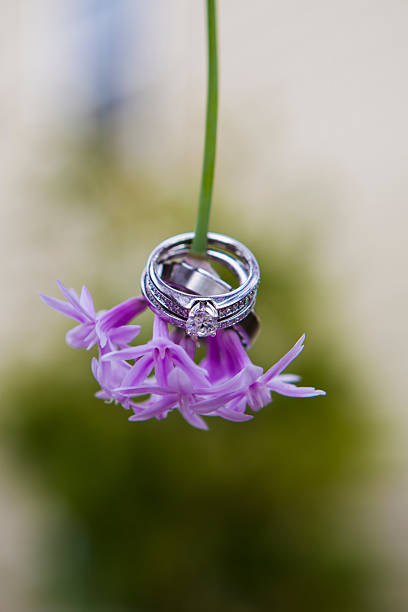 Rings on a Purple Flower stock photo