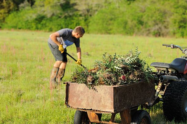 istock Thistles in trailer with young man 495858877
