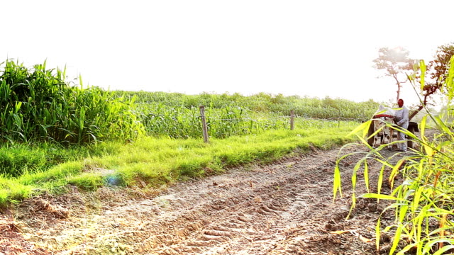 Farmer Riding Oxcart Near Green field in Rural India