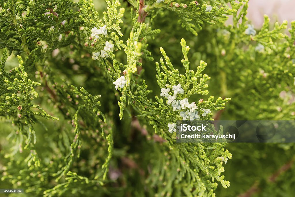 Thuja with Fruits Detail of thuja branches with fruits and flowers American Arborvitae Stock Photo