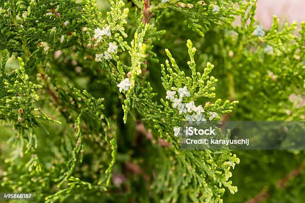 Thuja With Fruits Stock Photo - Download Image Now - American Arborvitae, Botany, Branch - Plant Part