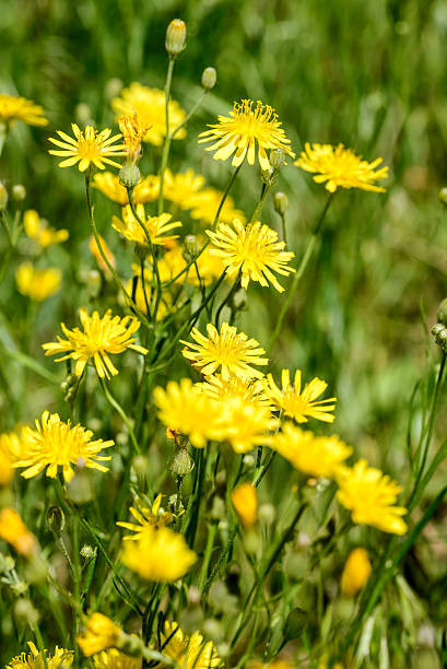 amarillo hieracium humile - leontodon fotografías e imágenes de stock