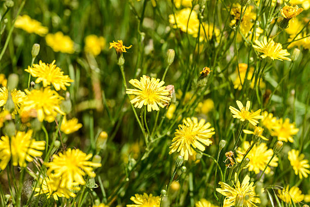 amarillo hieracium humile - leontodon fotografías e imágenes de stock