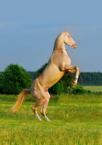 istock perlino akhal-teke horse rearing 495868419