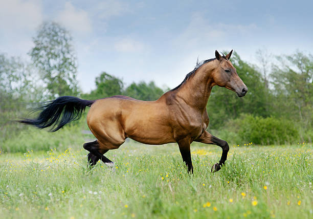 istock akhal-teke horse 495868421