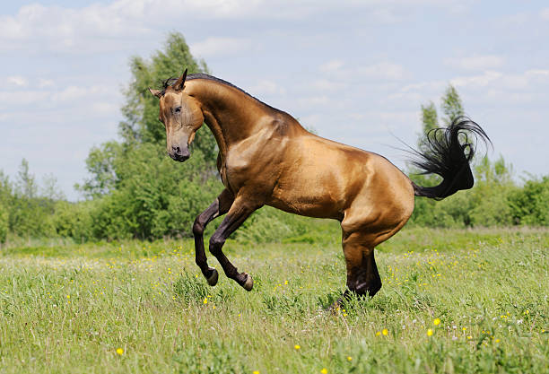 istock golden akhal-teke horse 495868435