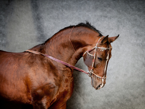 Portrait of a equestrian horse on a ranch