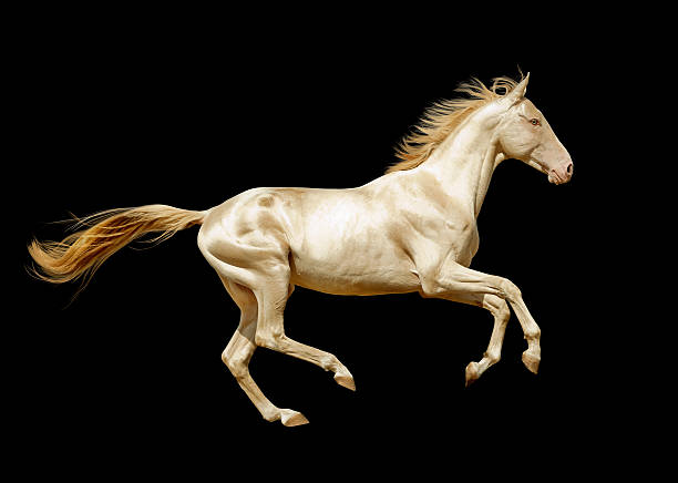 istock perlino akhal-teke horse isolated on black 495868461