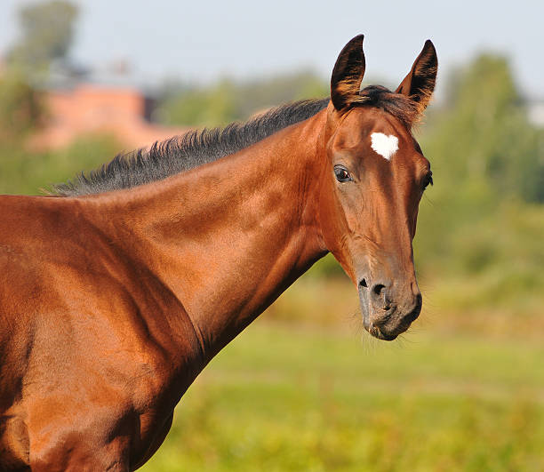 istock akhal-teke foal 495868481