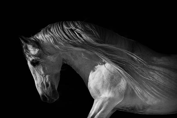 istock horse portrait on a dark background 495868493