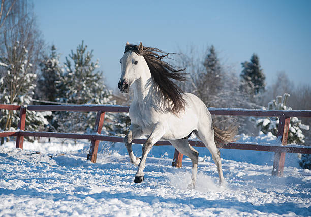 istock White andalusian horse in paddock 495868831