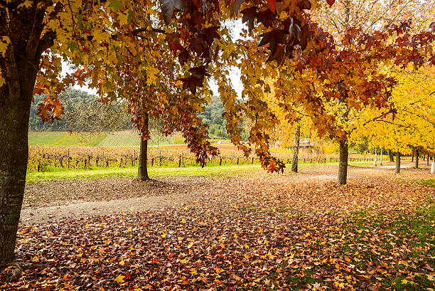 istock Golden Autumn landscape 495869415