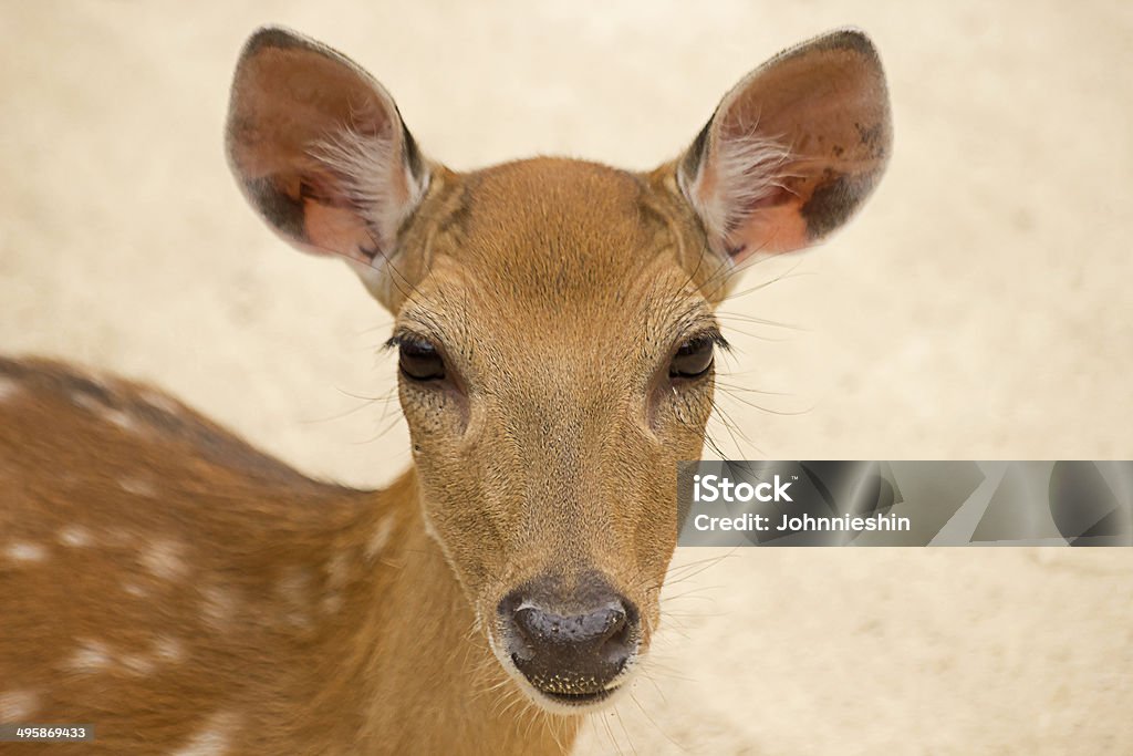 Deer ソウルのお子様用の動物園 - カラー画像のロイヤリティフリーストックフォト