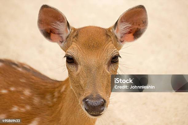 Deer ソウルのお子様用の動物園 - カラー画像のストックフォトや画像を多数ご用意 - カラー画像, シカ, ソウル