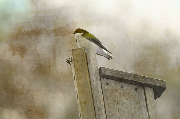 istock Tree swallow on a fence post, vintage, grunge effect 495869475