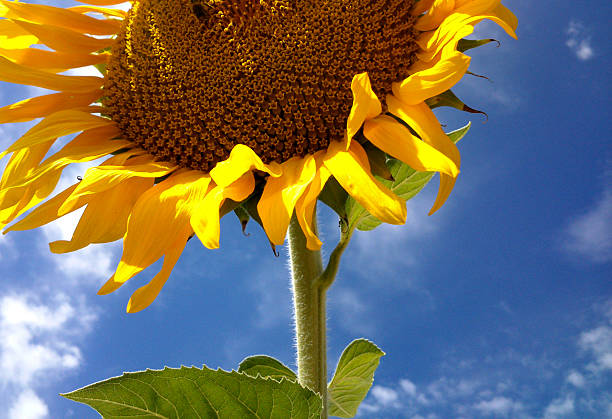 Petal of sunflower