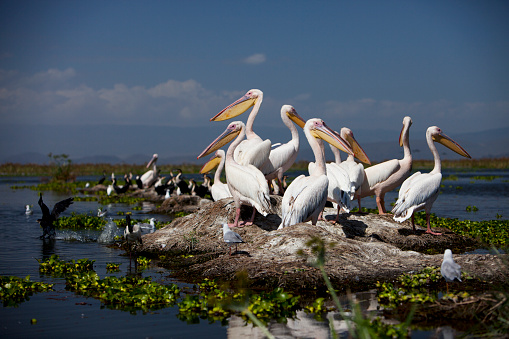 Pelicans resting on a rock, Lake Naivasha, Kenya