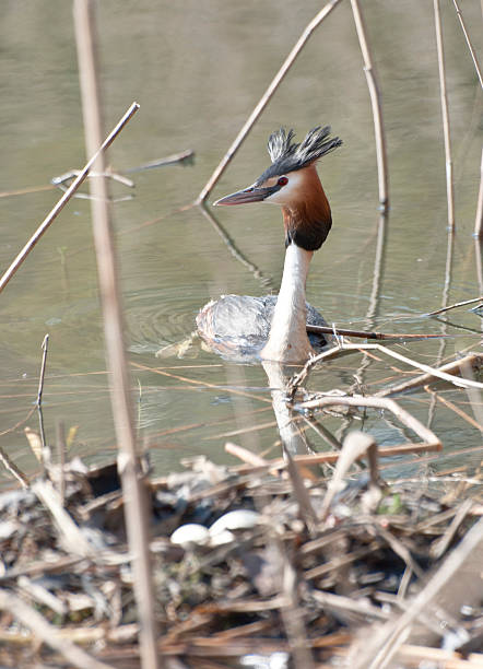 istock Female Great Crested Grebe near the nest. 495872575