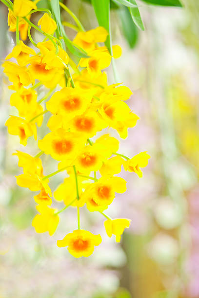 amarelo flores de orquídea, - bud scar imagens e fotografias de stock