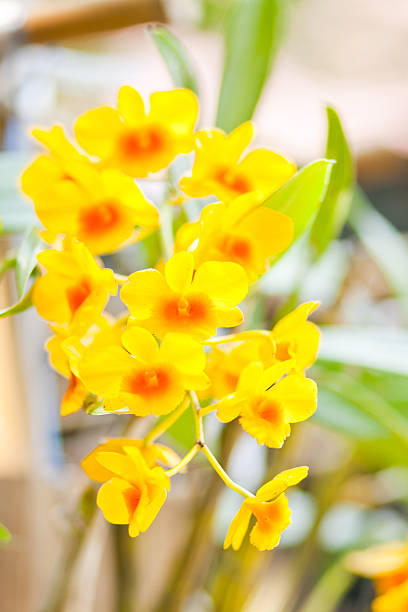 orquídea amarela - bud scar imagens e fotografias de stock