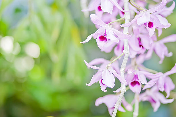 orquídea roxa - bud scar imagens e fotografias de stock