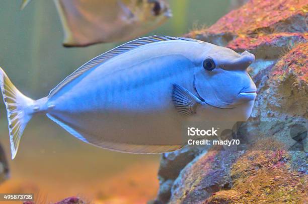 Pez Unicornio De Nariz Corta Foto de stock y más banco de imágenes de Animal - Animal, Arrecife - Fenómeno natural, Carangue de ojo grande