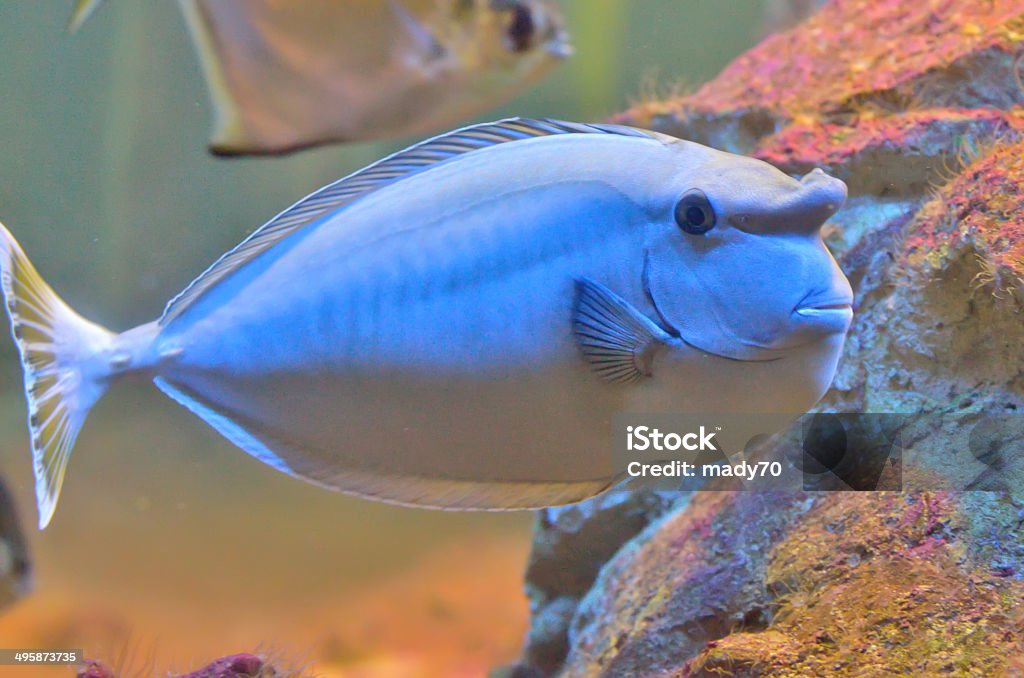 bluespine unicornfish - Zbiór zdjęć royalty-free (Badanie)