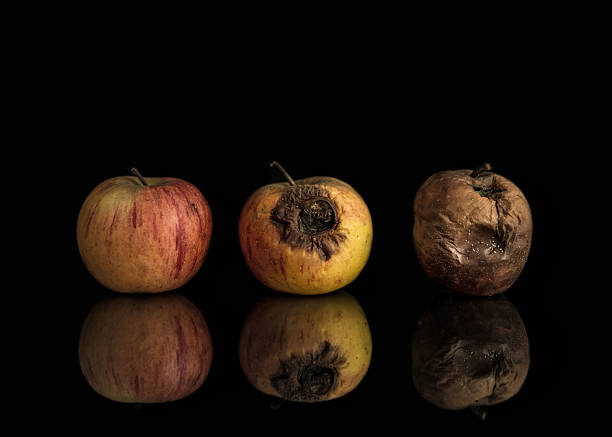 dobre i złe i rotten jabłka - apple rotting bad apple fruit zdjęcia i obrazy z banku zdjęć