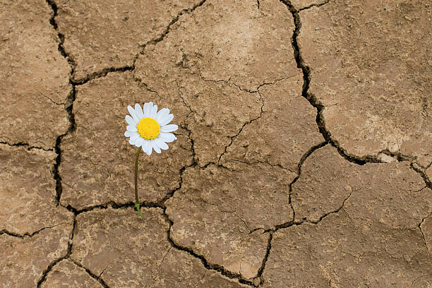 istock daisy flower in the desert 495873769