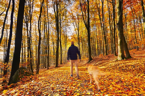 Man with dog are walking in forest - blurred motion