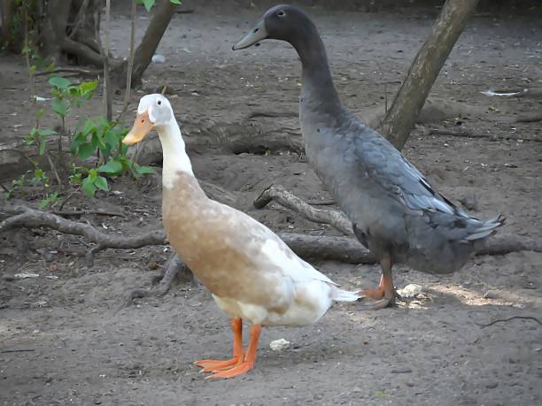 istock Black Duck And A Brown Duck 495873817