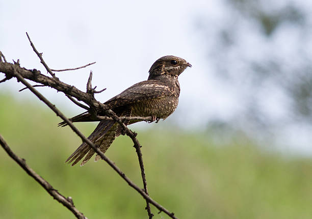 Nightjar sitting on a branch in the afternoon. Nightjar (Caprimulgus europaeus) sitting on a branch in the afternoon. european nightjar caprimulgus europaeus stock pictures, royalty-free photos & images