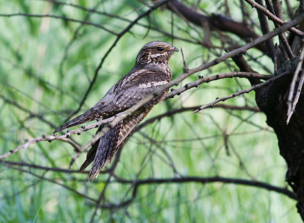 Nightjar sitting on a tree in the afternoon. Nightjar(Caprimulgus europaeus) sitting on a tree in the afternoon. european nightjar caprimulgus europaeus stock pictures, royalty-free photos & images