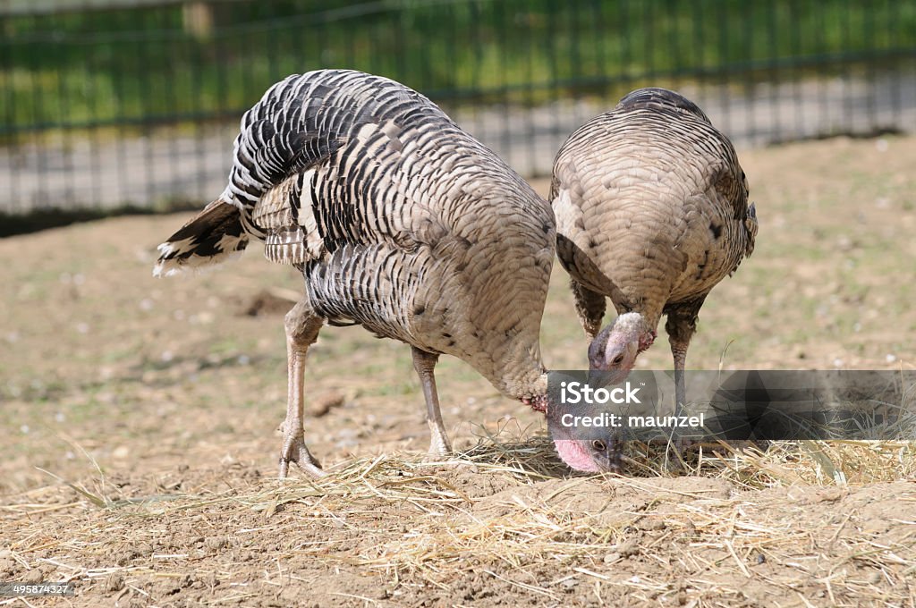 guineafowl guineafowls Bird Stock Photo