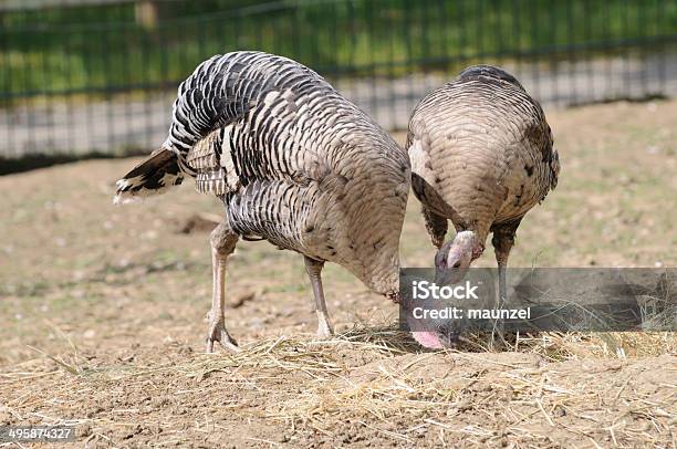 Guineafowl Stock Photo - Download Image Now - Bird, Chicken - Bird, Gamebird