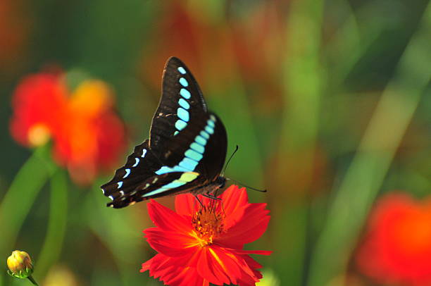 istock Yellow Cosmos and Butterfly 495874341