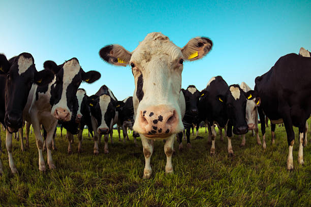 istock Cow is staring at me 495874349