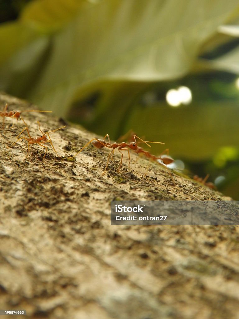 Tejedor ants - Foto de stock de Aire libre libre de derechos