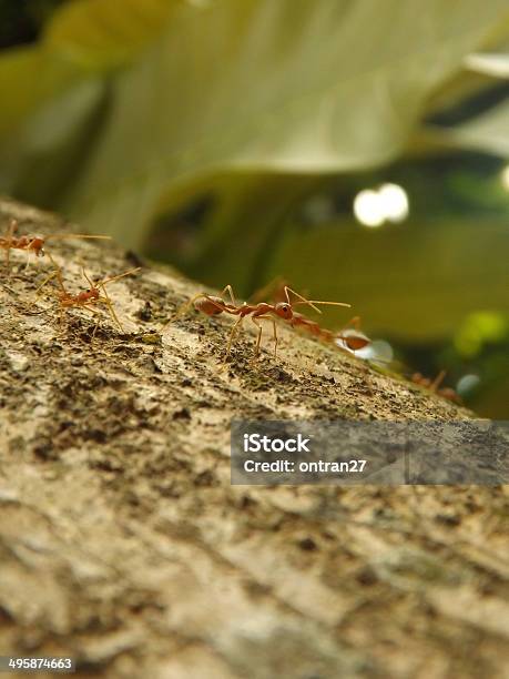 Tejedor Ants Foto de stock y más banco de imágenes de Aire libre - Aire libre, Animal, Animales salvajes