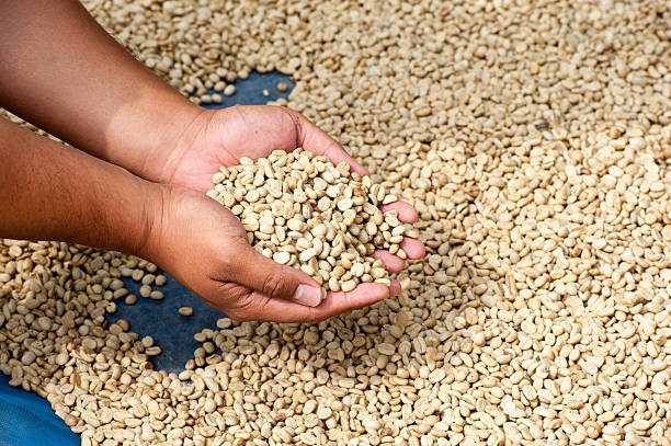 istock dry coffee bean in farmer hand at PhaHi mountrai 495875386
