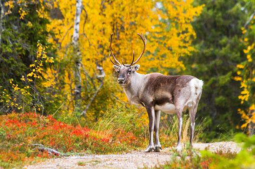 A reindeer in Finland on a hiking path during autumn.