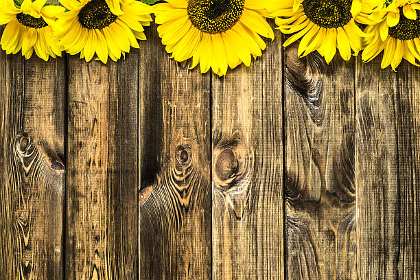 istock Beautiful sunflowers on rustic wood background. Flowers backgrounds. 495875820