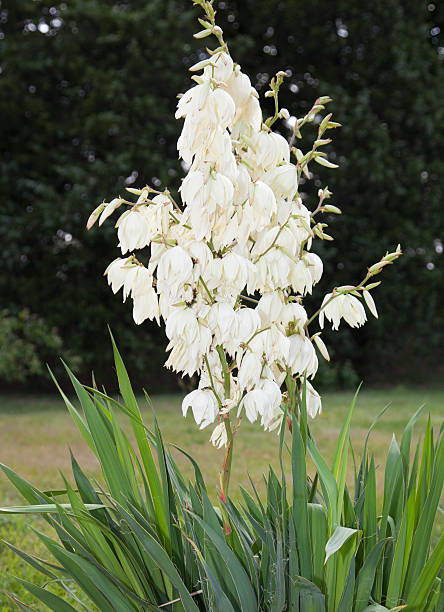 istock White flowers of Yucca filamentosa 495877110