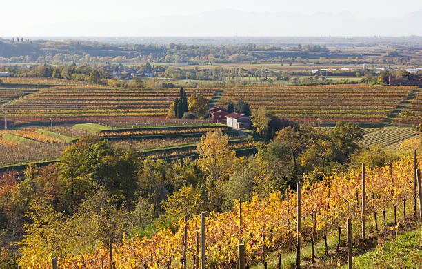 istock Autumn Landscape in the Collio Region 495878978
