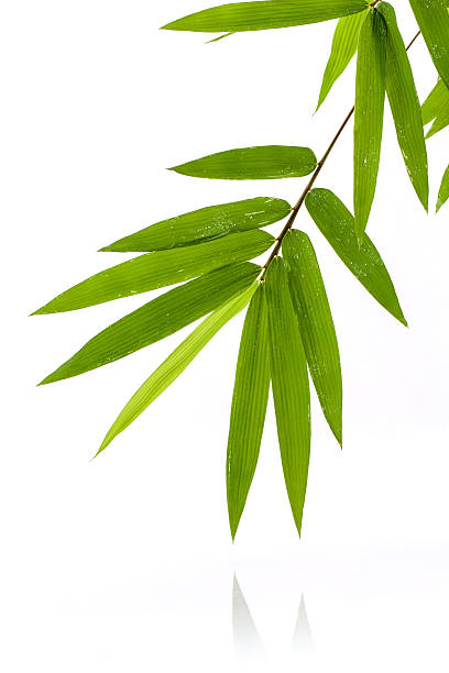 istock Fresh bamboo leaves border with water drop isolated on white 495879240