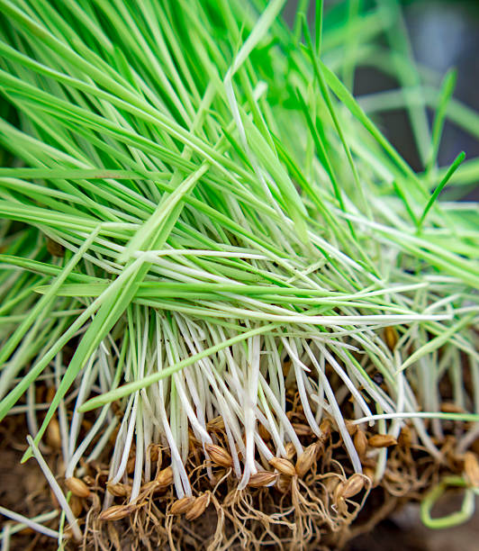 novo cevada relva - barley grass seedling green imagens e fotografias de stock