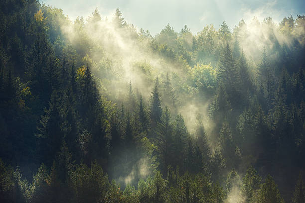 foresta nebbiosa - sunbeam cloud panoramic sky foto e immagini stock