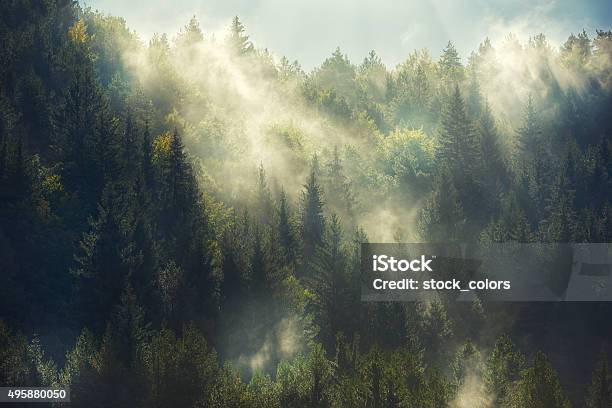 Foresta Nebbiosa - Fotografie stock e altre immagini di Foresta - Foresta, Nebbia, Albero
