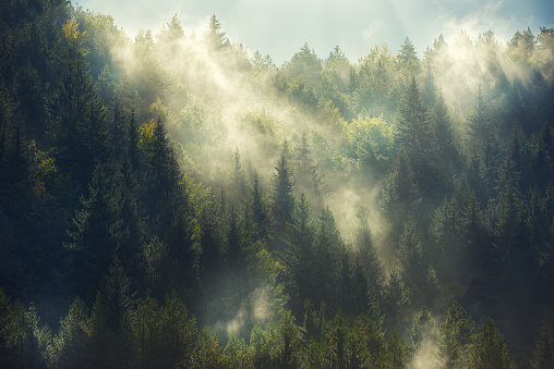horizontal nature background with misty forest in sunny morning.nobody.