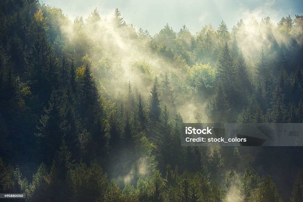 misty forest horizontal nature background with misty forest in sunny morning.nobody. Forest Stock Photo